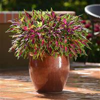 FlameThrower™ Chili Pepper Coleus