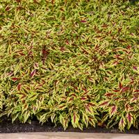 FlameThrower™ Chipotle Coleus