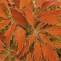 FlameThrower™ Cajun Spice Coleus