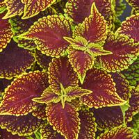 Coleosaurus Coleus