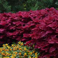 Redhead Coleus