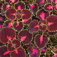 Road Trip Coleus