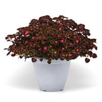 Road Trip Coleus