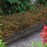 Honeybells Cuphea