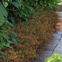 Honeybells Cuphea