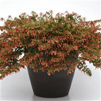 Honeybells Cuphea