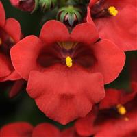 Juliet™ Red Diascia