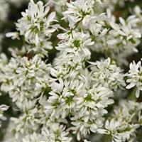 Flurry Euphorbia