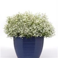 Flurry Euphorbia