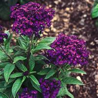 Marine Heliotrope