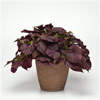 SolarPower™ Red Heart Ipomoea