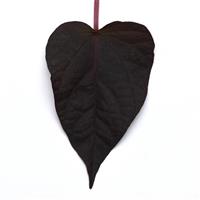 Spotlight™ Black Heart Ipomoea