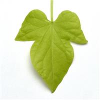 Spotlight™ Lime Heart Ipomoea