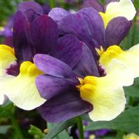 SunGlow™ Purple Bicolor Nemesia