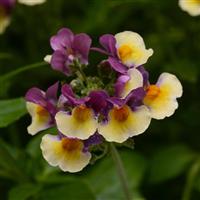 SunGlow™ Yellow Bicolor Nemesia