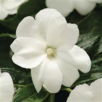Celebration White New Guinea Impatiens