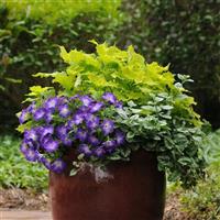 Bluerific Petunia