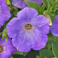 SureShot™ Light Blue Petunia