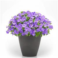 SureShot™ Light Blue Petunia