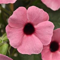 Sunny™ Rose Sensation Thunbergia