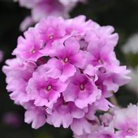 EnduraScape™ Pink Bicolor Verbena