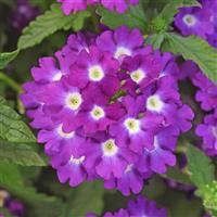 Wink Violet Verbena