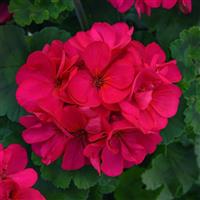 Fantasia<sup>®</sup> Violet Zonal Geranium