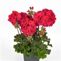 Presto™ Fuchsia Zonal Geranium