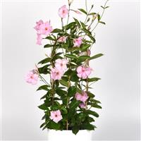 Tropica™ Unico Pink Mandevilla