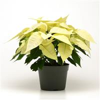 Christmas Joy™ White Poinsettia