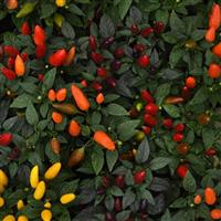 Acapulco™ XP Mix Ornamental Pepper
