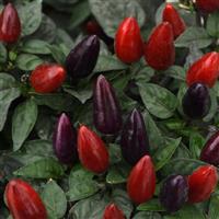 Acapulco™ XP Purple Ornamental Pepper