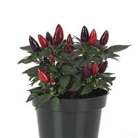 Acapulco™ XP Purple Ornamental Pepper