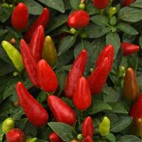 Acapulco™ XP Red Ornamental Pepper