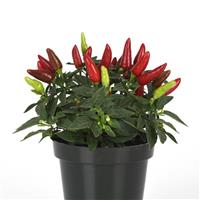 Acapulco™ XP Red Ornamental Pepper