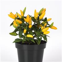 Acapulco™ XP Yellow Ornamental Pepper