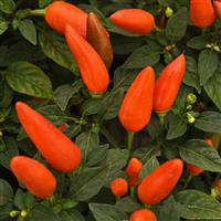 Acapulco™ XP Dark Orange Ornamental Pepper