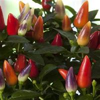 Acapulco™ XP Multicolor Red Ornamental Pepper