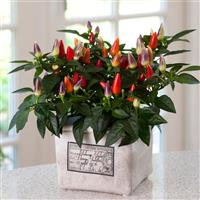 Acapulco™ XP Multicolor Red Ornamental Pepper