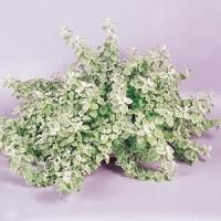 Variegated Helichrysum