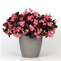 Megawatt™ Rose Bronze Leaf Begonia