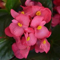 Megawatt™ Rose Green Leaf Begonia