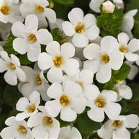 Big Falls™ White Bacopa