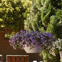 Big Falls™ Dark Blue Bacopa