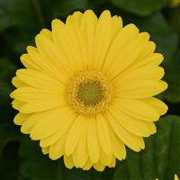Revolution™ Yellow with Light Eye Gerbera