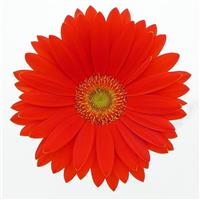 Revolution™ Orange with Light Eye Gerbera