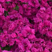 Dynasty Orchid Dianthus