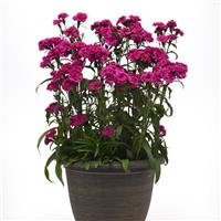 Dynasty Orchid Dianthus