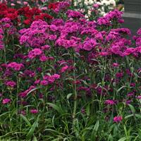Dynasty Orchid Dianthus
