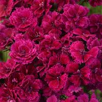 Dynasty Purple Dianthus